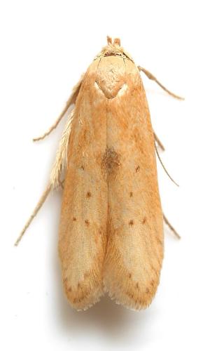 Blastobasis lacticolella